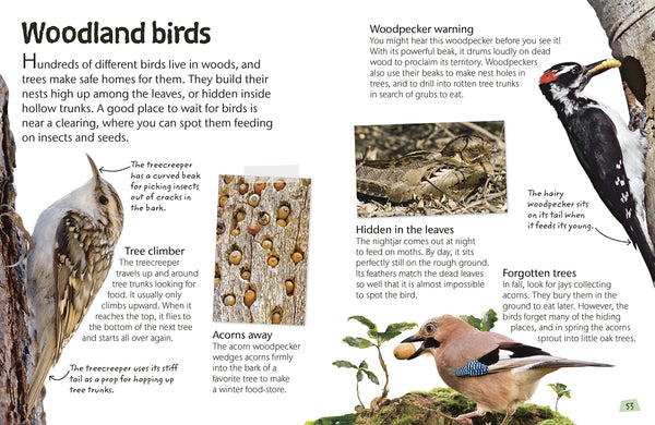 Birds Activity Book For Kids